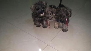 Vendo Cachorros Schnauzer Mini