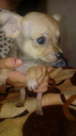 Vendo Chihuahua