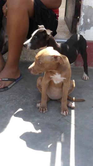 Vendo Perritos