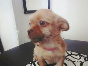 Vendo Una Chihuahua Cruzada con Shitzu