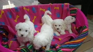 Venta de cachorritos bichon frise