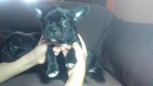 bellos cachorritos bulldog frances en venta