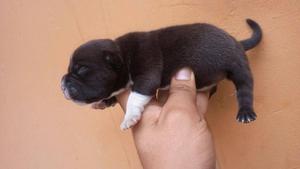 cachorros american bully