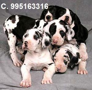 hermosos bellos vacunados gran danes lindos cachorros envios
