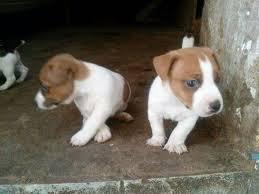 lindos cachorritos jackrusell terrier a 600 soles tl