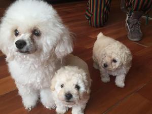 poodle blanquitos lindos