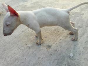 Bull Terrier Cachorro