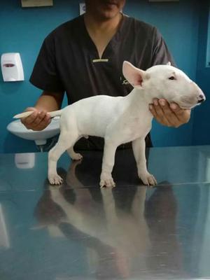 Bull Terrier Cachorro