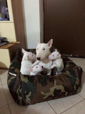 Bullterrier