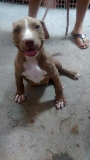 Cachorro Pitbull Fusion