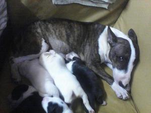 Cachorros Bull Terriers Disponibles