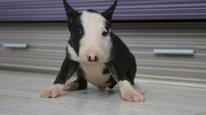 Cachorros bull terrier