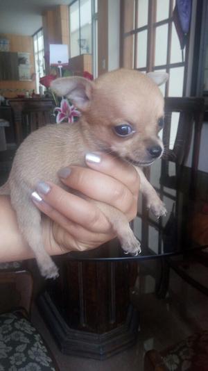 Chihuahua Mini Toy Pedigree Plata Kcp