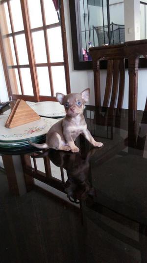Chihuahua Toy Macho Pedigree Plata
