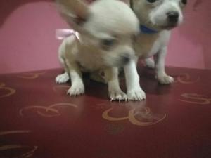 Chihuahuas Oferto