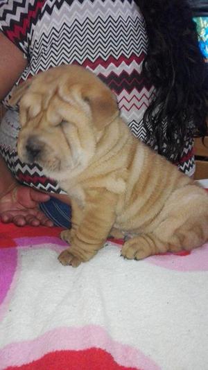 SE VENDE HERMOSO CACHORRO SHARPEI