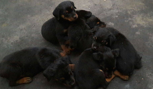 SE VENDE ROTWEILLER