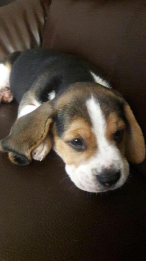 Se venden lindos Beagles de mes y medio