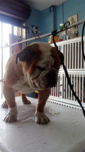 Servicio de Monta Bulldog