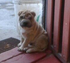 VENDO CACHORROS SHARPEIS CON VACUNAS 