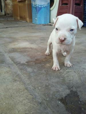 Vendo Pitbulls Americanstanfordrednauld