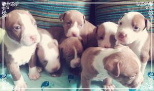 Venta de Cachorros Pitbull