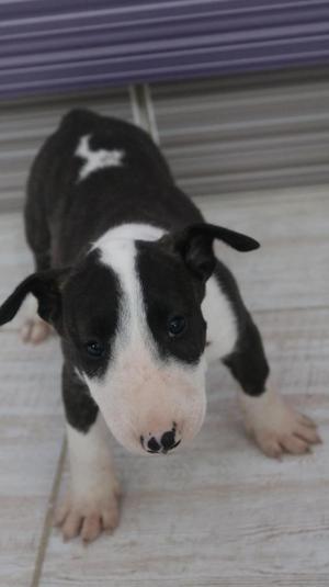 cachorro bull terrier