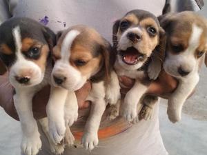 lindos beagles