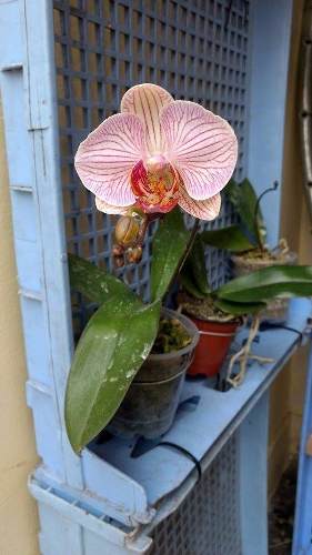 Orquídea Phalaenopsis En Flor