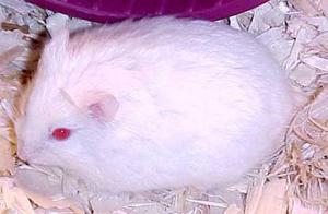 Hamster Albino Sirio Hembra