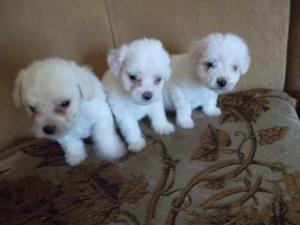 ADORABLES BICHON FRISE