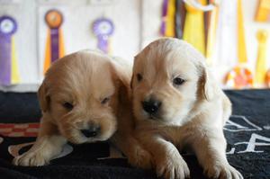 AMIGABLES CACHORROS GOLDEN RETRIEVER