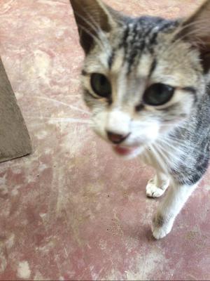 Adopcion Gatita. mas detalles 