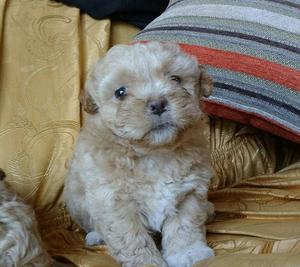 Adorables Mini Cachorros Shih Tzu $ 200 HEMBRA