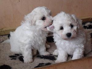 BICHON FRISES CACHORRITOS vendo