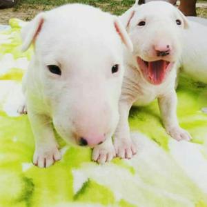 Bull Terrier