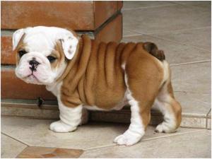 Busco adoptar beagle o bulldog cachorros