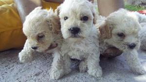 CACHORRITOS POODLE TOY