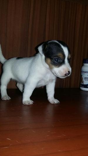 CACHORROS JACK RUSSELL SUPER CHATITOS. y/o se