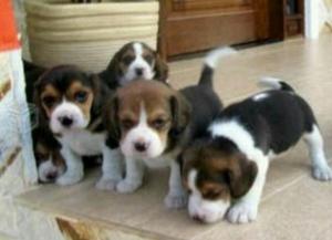 Cachorritos Beagle Tricolor Autenticos C