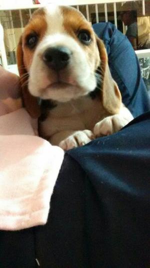 Cachorro Beagle Macho 2 Meses