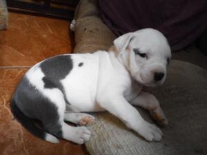 Cachorro Perro Pitbull Mascota de 2 meses