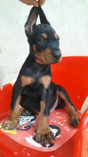 Cachorros Doberman