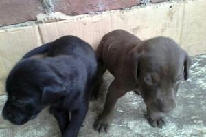 Cachorros Labradores