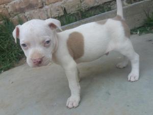 Cachorros Pitbull en Bue Precio Solo por