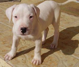 DOGO ARGENTINO   o al 