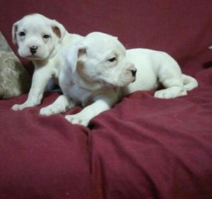 Dogo Argentino Henbra Y Macho