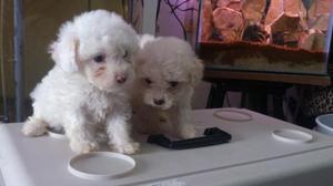 ENCANTADORES BICHON FRISE