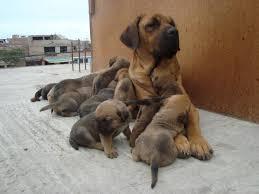 HERMOSOS CACHORROS FILA BRASILERO