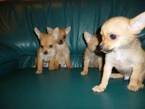 HERMOSOS CHIHUAHUA TOY